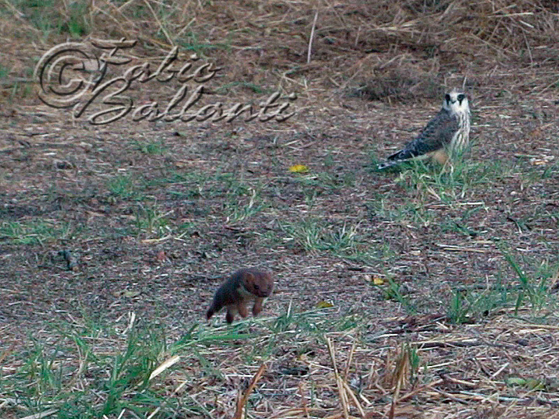 Donnola ( Mustela nivalis vulgaris )